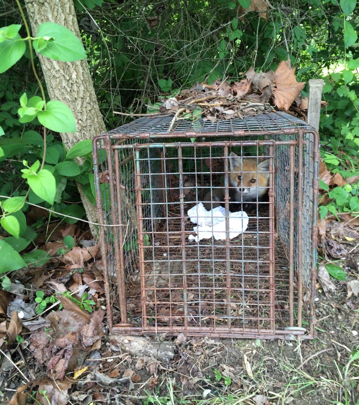 Cage Traps