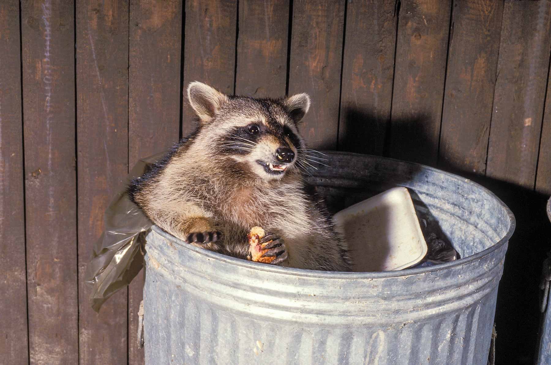 Raccoon in Garbage